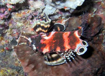 Twospot turkeyfish (Dendrochirus biocellatus)