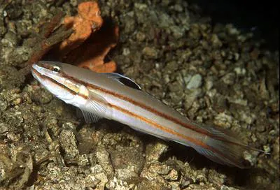 Twostripe goby (Valenciennea helsdingenii)