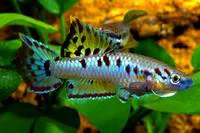 Twostripe lyretail (Aphyosemion bivittatum)