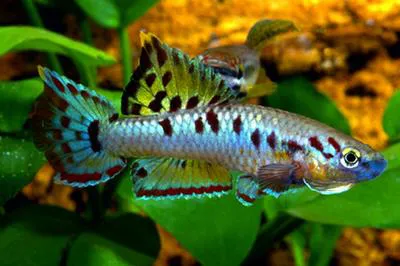 Twostripe lyretail (Aphyosemion bivittatum)