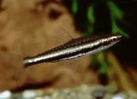 Twostripe pencilfish (Nannostomus digrammus)