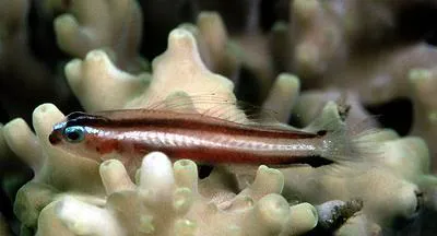 Twostripe pygmy goby (Eviota bifasciata)