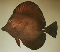 Twotone tang (Zebrasoma scopas)
