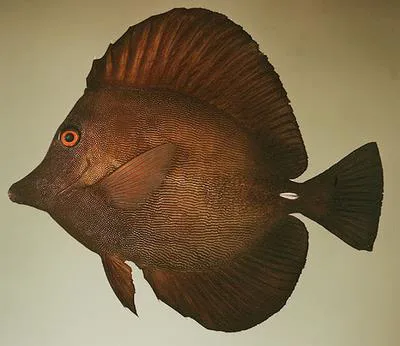 Twotone tang (Zebrasoma scopas)