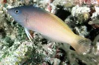 Twotone wrasse (Halichoeres prosopeion)