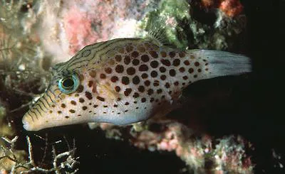 Tyler's toby (Canthigaster tyleri)