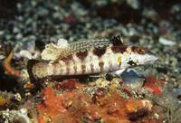 U-mark sandperch (Parapercis snyderi)