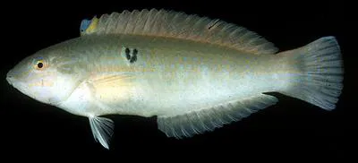 U-spot wrasse (Halichoeres stigmaticus)