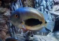 Uaru (Uaru amphiacanthoides)