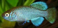 Uganda nothobranch (Nothobranchius ugandensis)