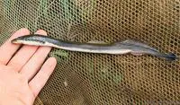 Ukrainian brook lamprey (Eudontomyzon mariae)