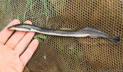 Ukrainian brook lamprey (Eudontomyzon mariae)