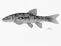 Umatilla dace (Rhinichthys umatilla)
