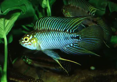 Umbrella cichlid (Apistogramma borellii)