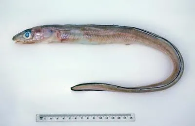 Umbrella conger (Gnathophis umbrellabius)