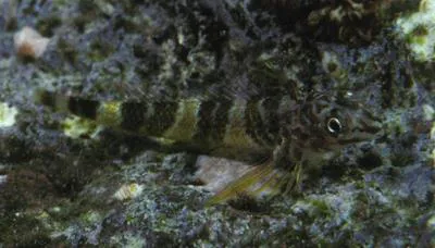 Umpire Triplefin (Enneapterygius rhabdotus)
