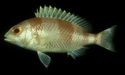 Unarmed dwarf monocle bream (Parascolopsis inermis)