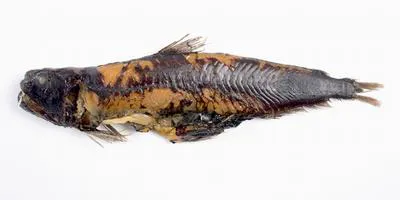 Undistinguished sabretooth (Odontostomops normalops)