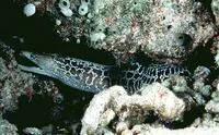 Undulated moray (Gymnothorax undulatus)