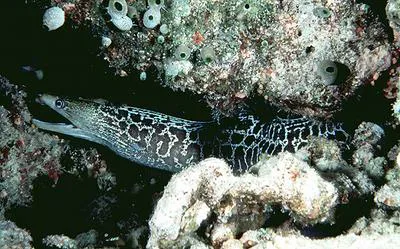 Undulated moray (Gymnothorax undulatus)