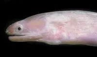 Unicolor moray (Echidna unicolor)