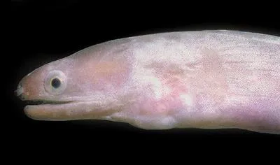 Unicolor moray (Echidna unicolor)