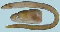 Unicolor snake moray (Uropterygius concolor)