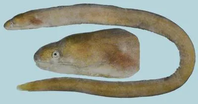Unicolor snake moray (Uropterygius concolor)
