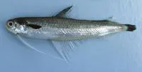 Unicorn cod (Bregmaceros mcclellandi)