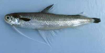 Unicorn cod (Bregmaceros mcclellandi)