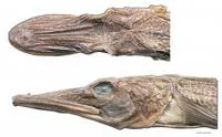 Unicorn icefish (Channichthys rhinoceratus)