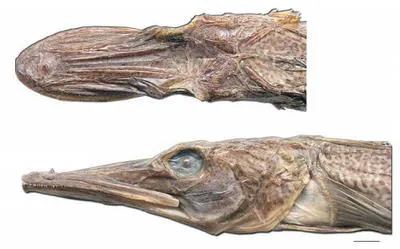 Unicorn icefish (Channichthys rhinoceratus)
