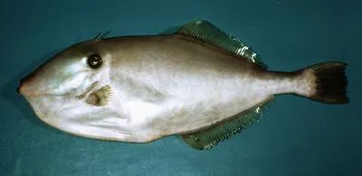 Unicorn leatherjacket filefish (Aluterus monoceros)