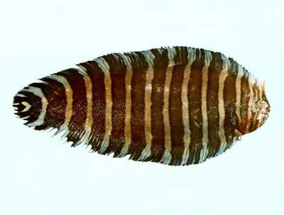 Unicorn sole (Aesopia cornuta)