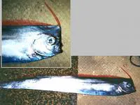 Unicornfish (Lophotus capellei)