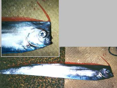 Unicornfish (Lophotus capellei)