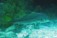 Union snook (Centropomus unionensis)