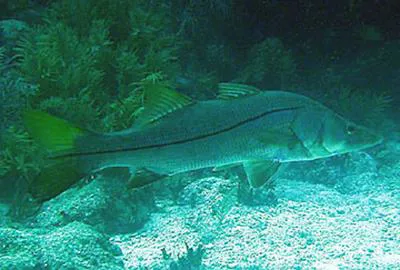 Union snook (Centropomus unionensis)