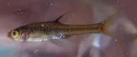 Upjaw barb (Coptostomabarbus wittei)