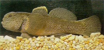 Upland bully (Gobiomorphus breviceps)
