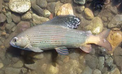 Upper Yenisei grayling (Thymallus svetovidovi)