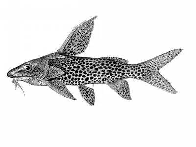 Upper Zambezi squeaker (Synodontis woosnami)