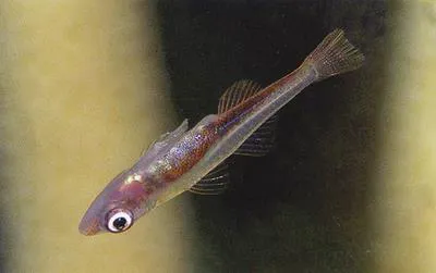 Upside-down goby (Bryaninops nexus)