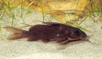 Upsidedown catfish (Synodontis batensoda)