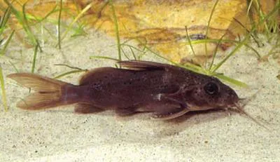 Upsidedown catfish (Synodontis batensoda)