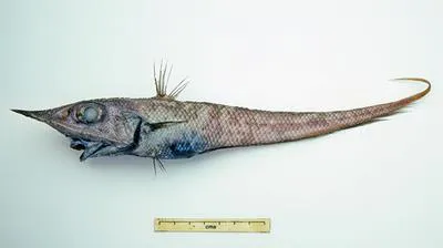 Upturned snout rattail (Coelorinchus mycterismus)