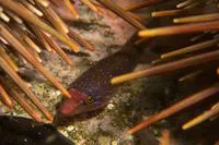 Urchin clingfish (Dellichthys morelandi)