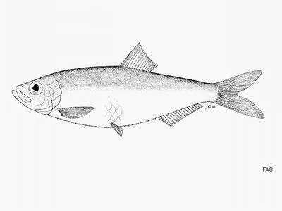Uruguay river sprat (Ramnogaster melanostoma)