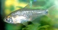 Uruguay tetra (Cheirodon interruptus)