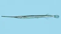 Urville's longtom (Strongylura urvillii)